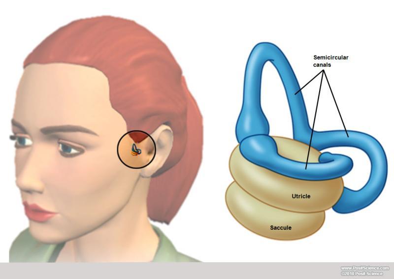 Brain Function and Auditory Image Gallery - DynamicBrain