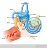 Cochlea Xsection