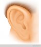 outer ear