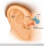 Outer inner ear