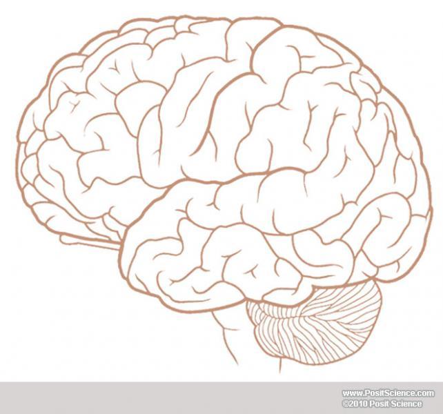 Brain Anatomy Image Gallery - DynamicBrain