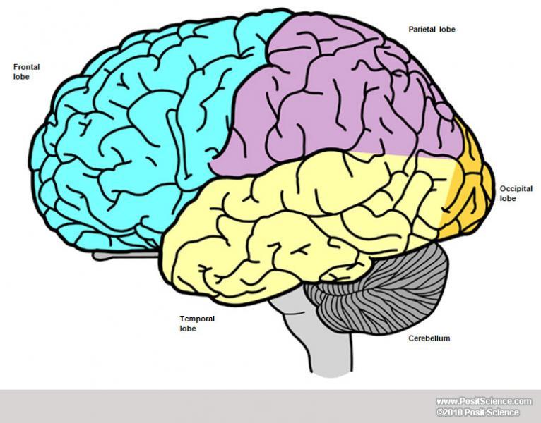 Human Brain Diagram Labeled