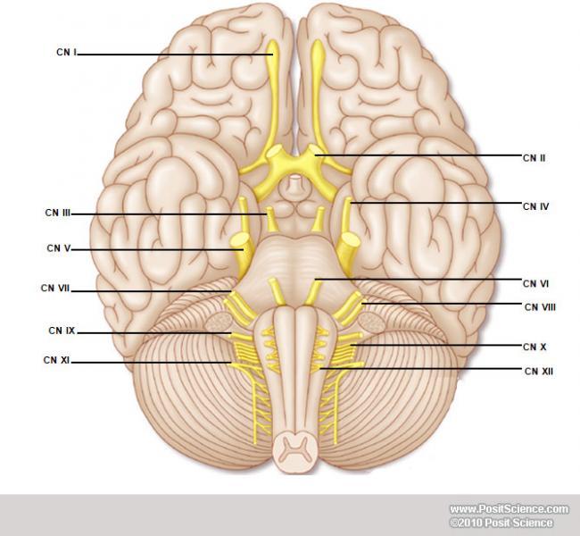 Brain Anatomy Image Gallery - DynamicBrain