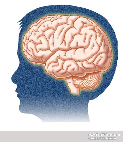 Brain Anatomy Image Gallery - DynamicBrain