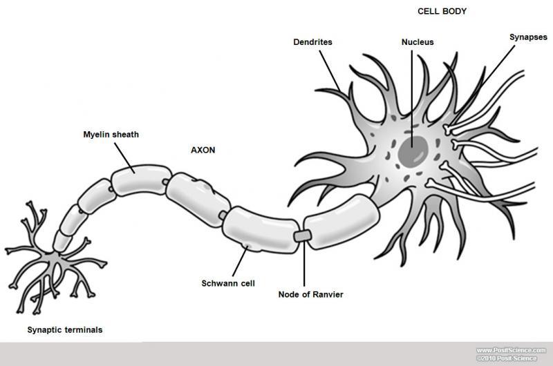 Brain Anatomy Image Gallery - DynamicBrain