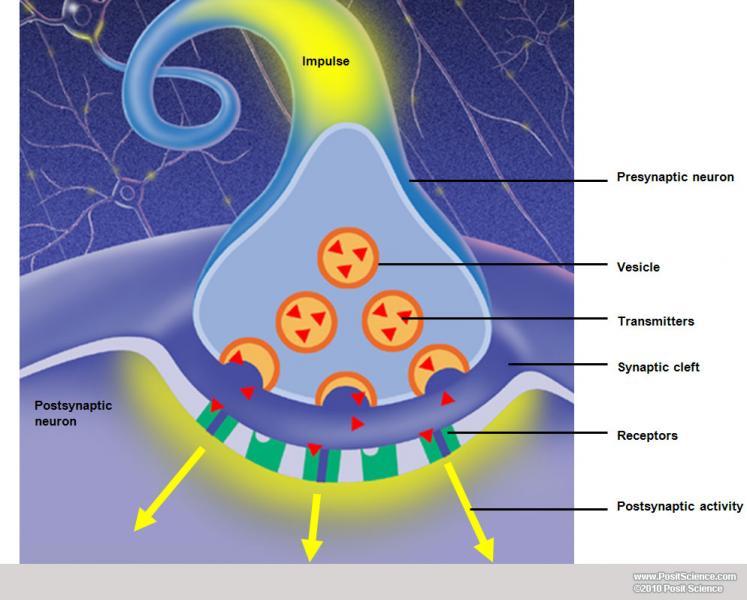 Brain Anatomy Image Gallery - DynamicBrain