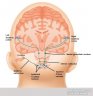 auditory pathway