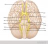 cranial nerves