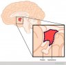 hypothalamus