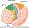 motor cortex