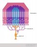 direct indirect pathway