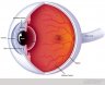external eye xsection