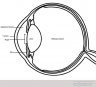 eye xsection top